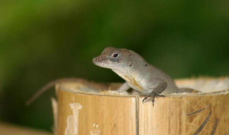 Klicke auf die Grafik fr eine vergrerte Ansicht

Name: Anolis cuba04 (1)was60.jpg
Ansichten: 145
Gre: 24,9 KB
ID: 1221948