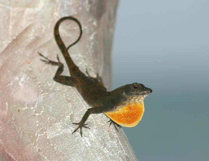 Klicke auf die Grafik fr eine vergrerte Ansicht

Name: Anolis, Bahama- 02.jpg
Ansichten: 165
Gre: 38,3 KB
ID: 1221990