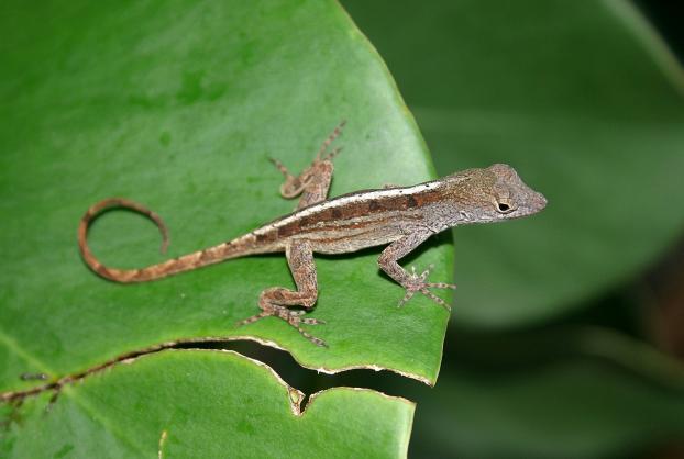 Klicke auf die Grafik fr eine vergrerte Ansicht

Name: Anolis homolechis 01.jpg
Ansichten: 42
Gre: 27,2 KB
ID: 1221920