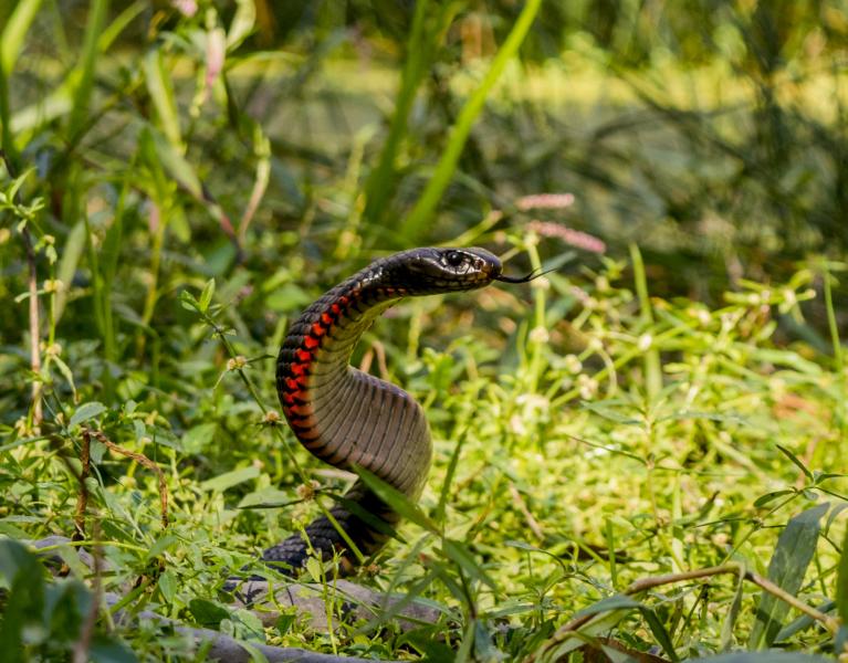 Klicke auf die Grafik fr eine vergrerte Ansicht

Name: Red-bellied black snake (Pseudechis porphyriacus)_3.jpg
Ansichten: 536
Gre: 85,6 KB
ID: 1226603