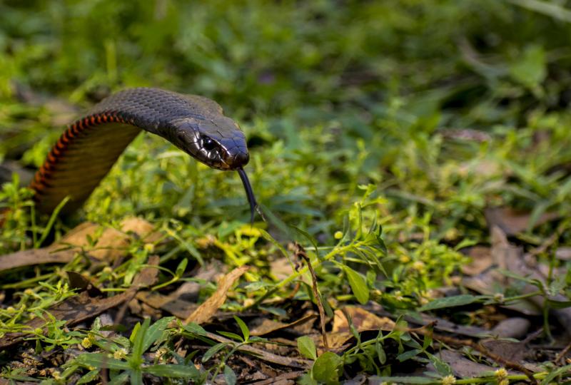 Klicke auf die Grafik fr eine vergrerte Ansicht

Name: Red-bellied black snake (Pseudechis porphyriacus)_5.jpg
Ansichten: 527
Gre: 70,4 KB
ID: 1226604