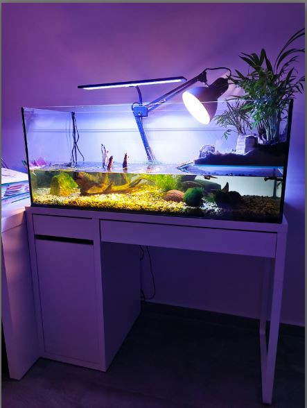 Aquaterrarium