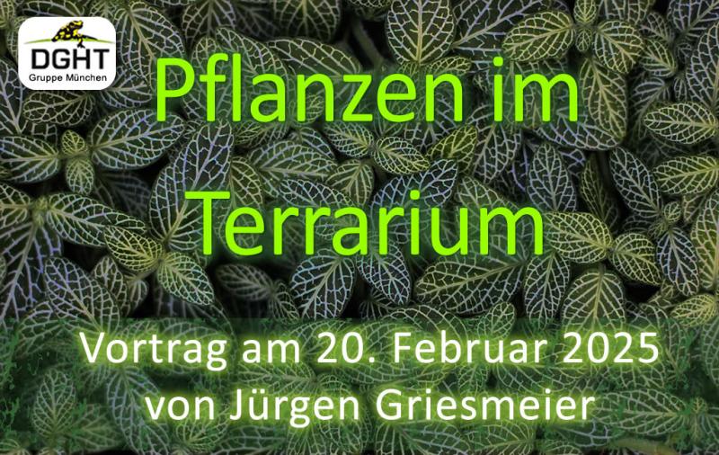 Pflanzen im Terrarium