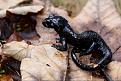 Alpensalamander (Salamandra atra) aus der Adelegg im Grenzgebiet von Baden-Wrttemberg und Bayern.